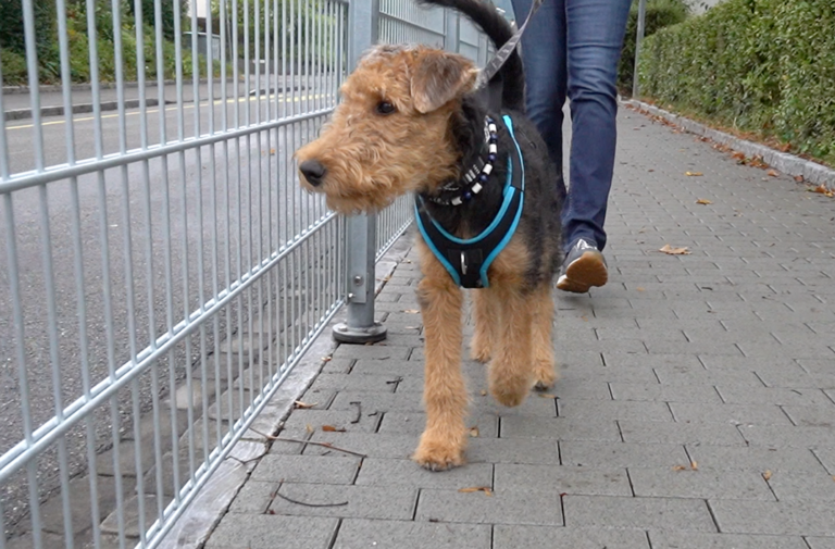 Case study of Daisy, 18 week old Airedale Terrier