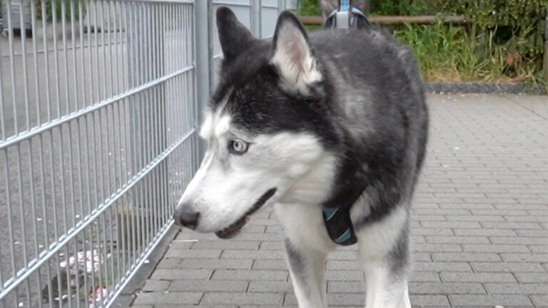 Functional orthopaedics in dogs – Husky Dante