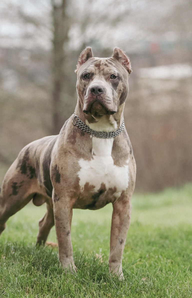 UK – The British government has decided to add American Bully XL dogs to the list of banned dog breeds from 31 December.